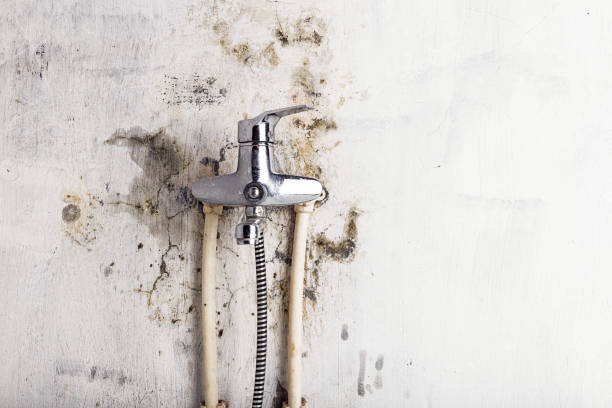 Best Affordable Mold Removal  in Lewistown, MT