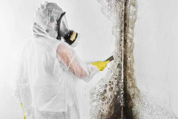 Best Toxic Mold Removal  in Lewistown, MT