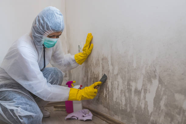 Best Toxic Mold Removal  in Lewistown, MT