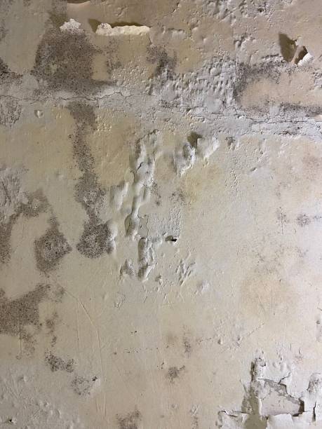 Best Office Mold Removal Services  in Lewistown, MT