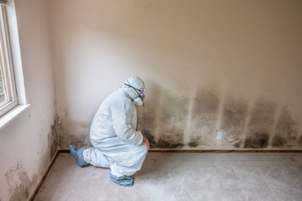 Best Residential Mold Removal  in Lewistown, MT