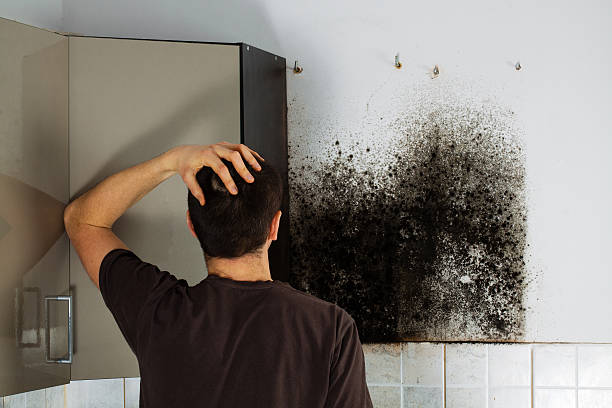 Best Mold Removal and Inspection  in Lewistown, MT