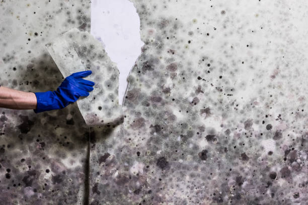 Best Mold Damage Repair  in Lewistown, MT