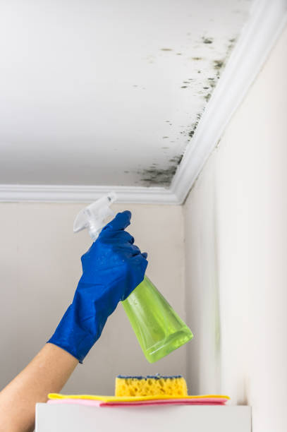 Best Emergency Mold Removal  in Lewistown, MT